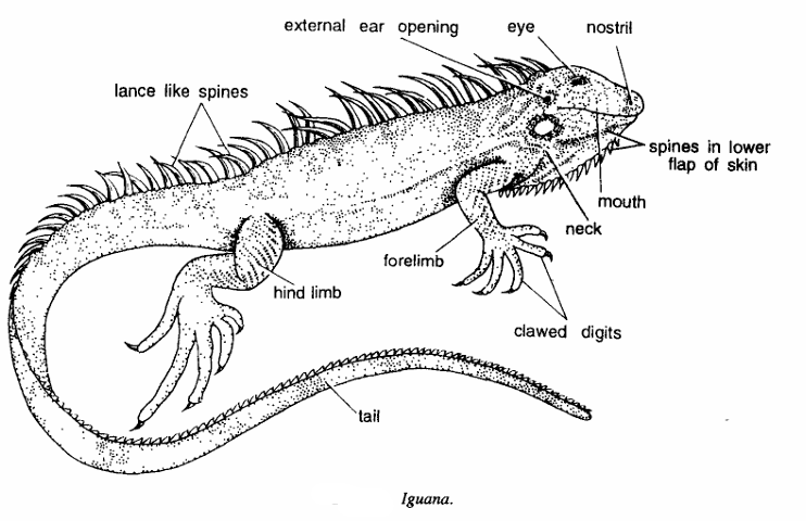 Classification of Iguana