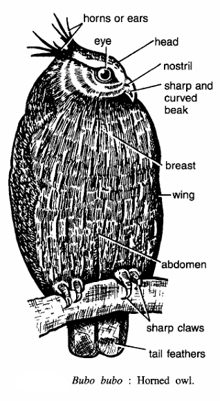 Classification of Bubo bubo (Eurasian eagle-owl)