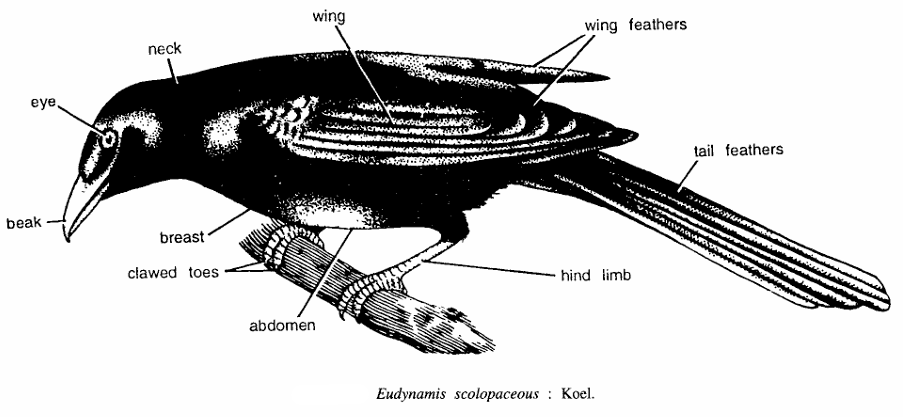 Classification of Eudynamis scolopaceus (Koel)