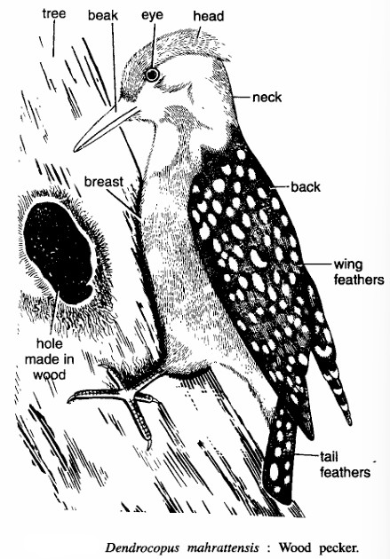 Classification of Dendrocopus Mahrattensis (Woodpecker)