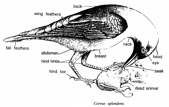 Classification of Corvus Splendens (Crow)