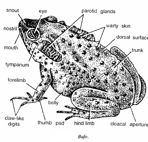 Classification of Bufo : Common Toad