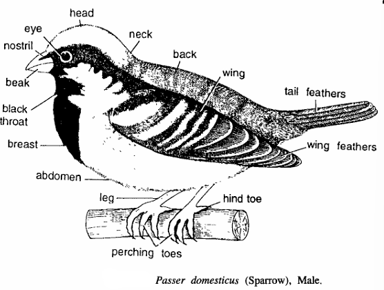 Classification of Passer Domesticus (Sparrow)