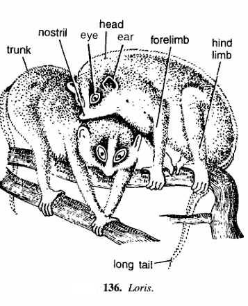 Classification of Loris