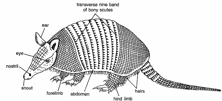 Classification of Dasypus (Armadillo)