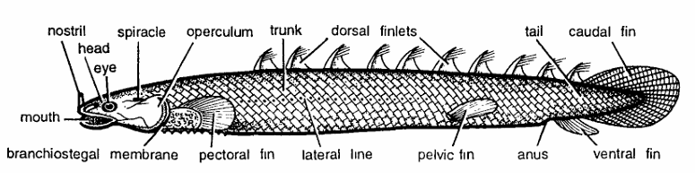 Classification of Polypterus (Bichir)