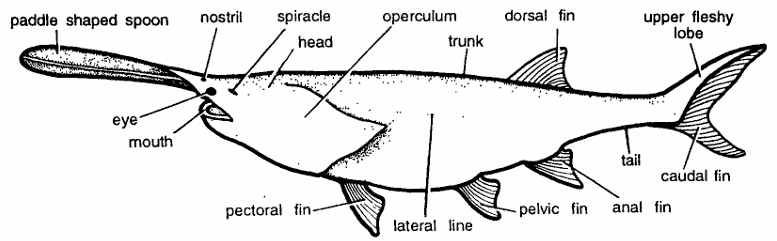 Classification of Polyodon (Paddle Fish)