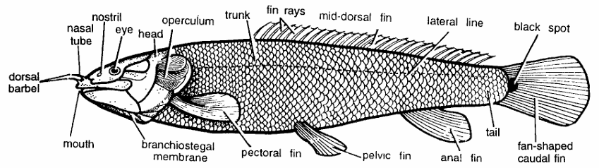 Classification of Amia Calva | Bowfin