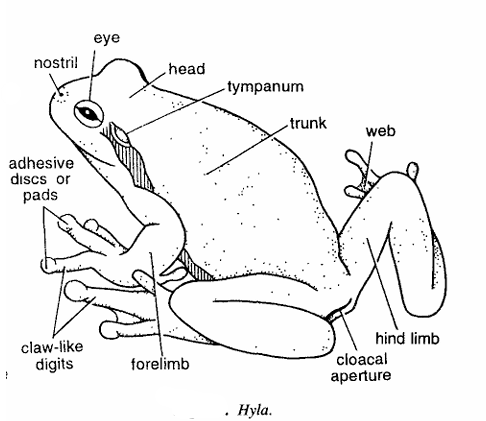 Classification of Hyla : Tree Frog