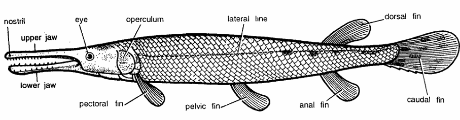 Classification of Lepidosteus (Garpike)