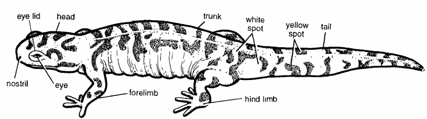 Classification of Ambystoma Maculatum (Tiger Salamander)