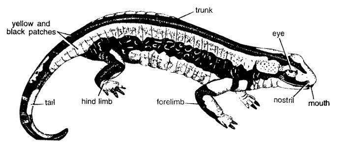 Classification of Salamandra (Fire Salamander)