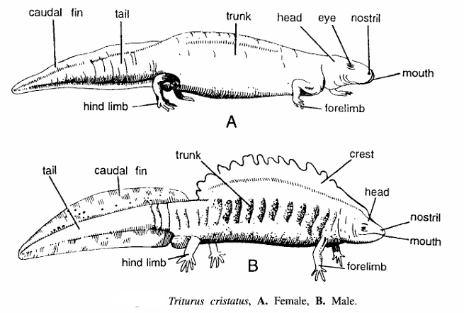 Classification of Triturus Cristatus (Crested Newt)