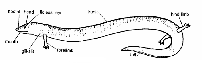 Classification of Amphiuma (Congo Eel)