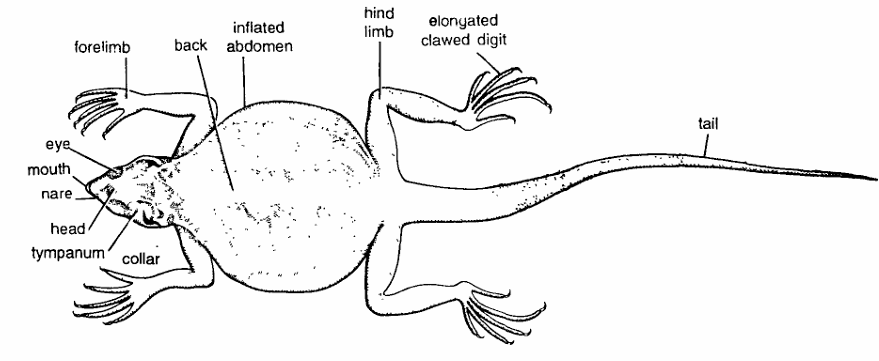 Classification of Crotaphytus (Collared Lizard)