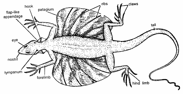 Classification of Draco (Flying Lizard)