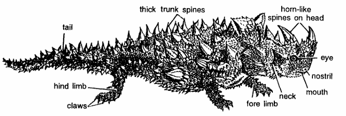 Classification of Moloch (Thorny devil)