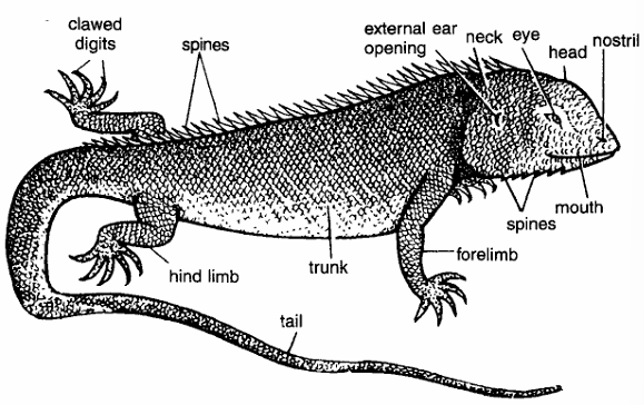 Classification of Calotes (Garden Lizard)