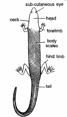 Classification of Mabuia (Skink)