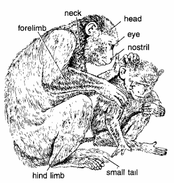 Classification of Macaca Mulata (Rhesus Monkey)