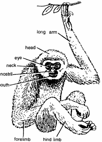 Classification of Hylobates (Gibbon)