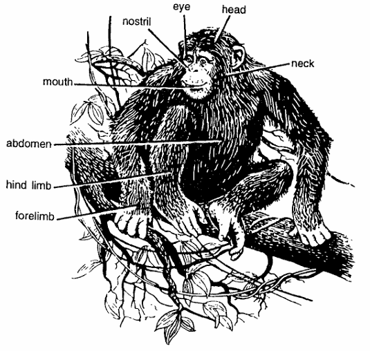 Classification of Pan Triglodytes (Chimpanzee)