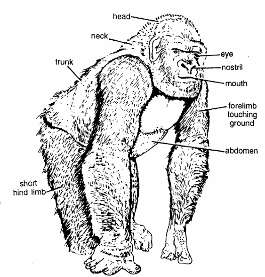 Classification of Gorilla