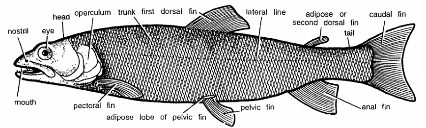 Classification of Salmo Salar (Trout)