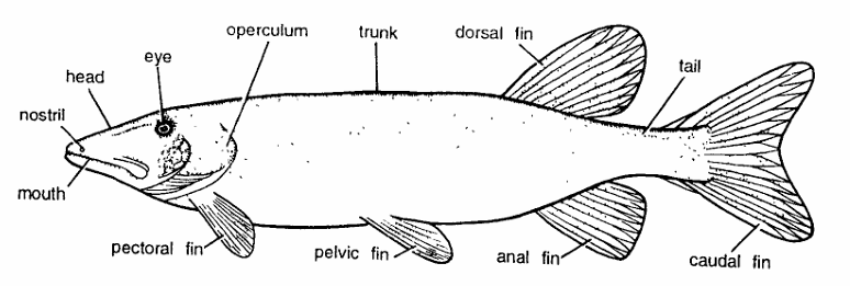 Classification of Esox lucius (Pike)