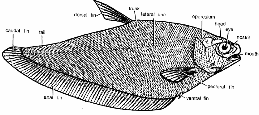 Classification of Notopterus (Chitala)