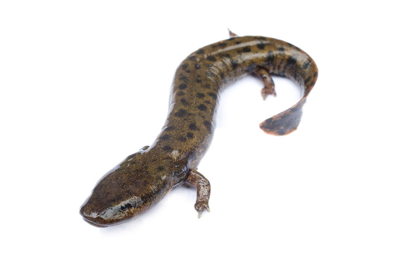 Classification of Necturus (Mud Puppy)