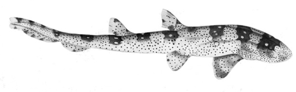 Classification of Chiloscyllium : True dogfish