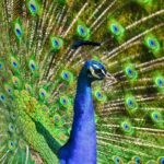 Classification of Pavo cristatus (Peacock)