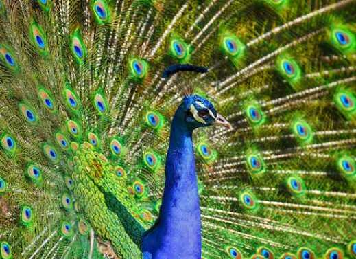 Pavo cristatus (Peacock)