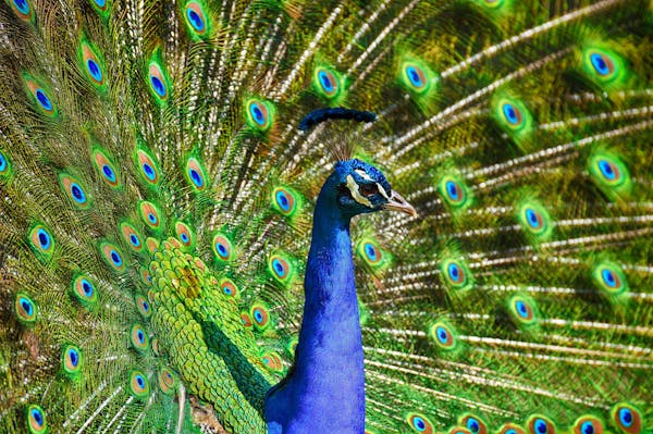 Classification of Pavo cristatus (Peacock)