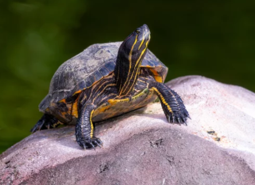 Chrysemys (Painted Terrapin)