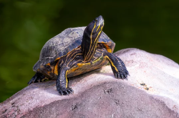 Classification of Chrysemys (Painted Terrapin)