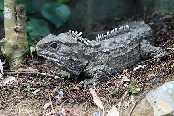 Classification of Sphenodon (Tuatara)