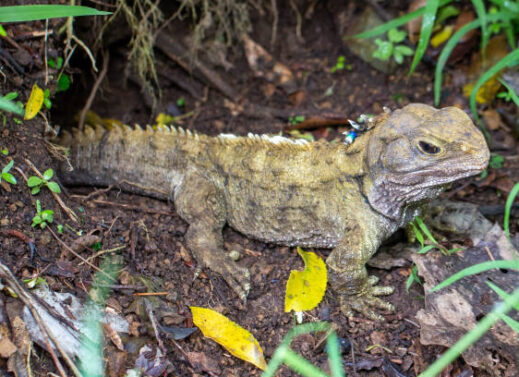 SPHENODON (TUATARA)