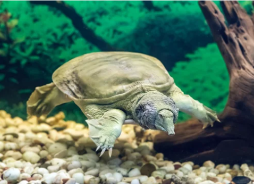 Trionyx (Soft River Terrapin)