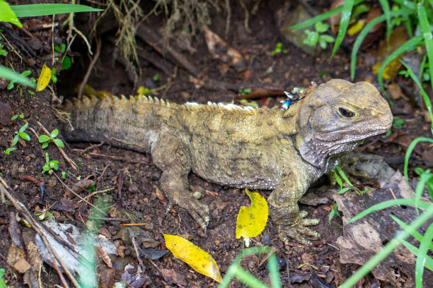 Classification of Sphenodon (Tuatara)