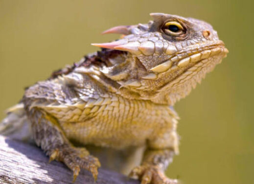 PHRYNOSOMA (HORNED TOAD)