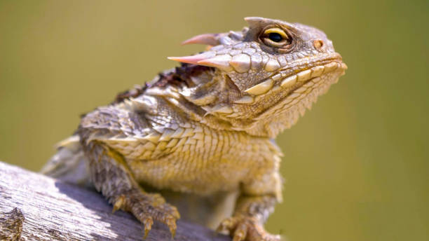 Classification of Phrynosoma (Horned Toad)