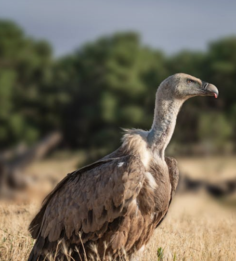 Classification of Gyps bengalensis (Vulture)