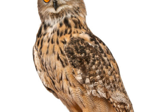 BUBO BUBO (EURASIAN EAGLE-OWL)