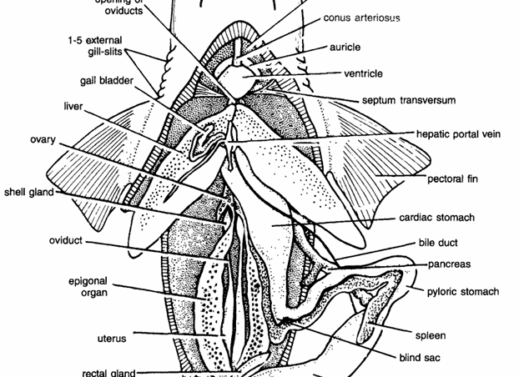 DISSECTION OF SCOLIODON