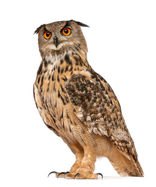 Classification of Bubo bubo (Eurasian eagle-owl)