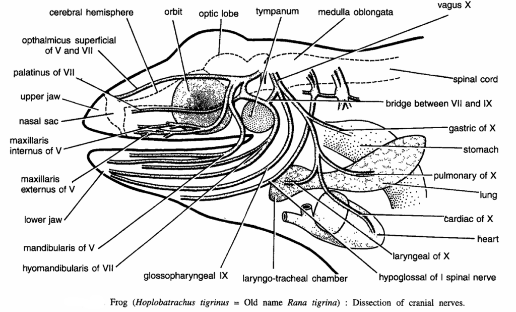 DISSECTION OF FROG