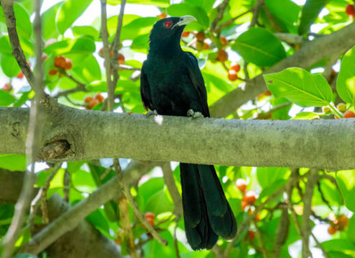 EUDYNAMIS SCOLOPACEUS (KOEL)