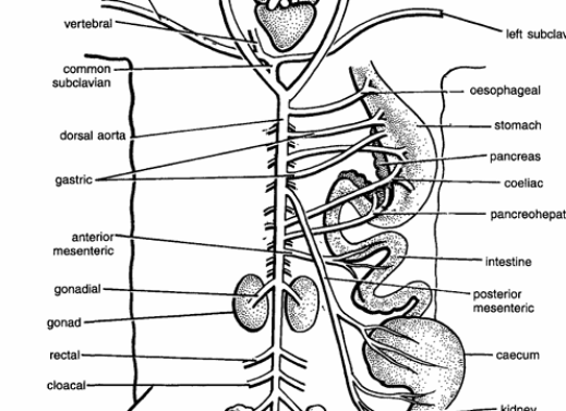 DISSECTION OF UROMASTIX (LIZARD)